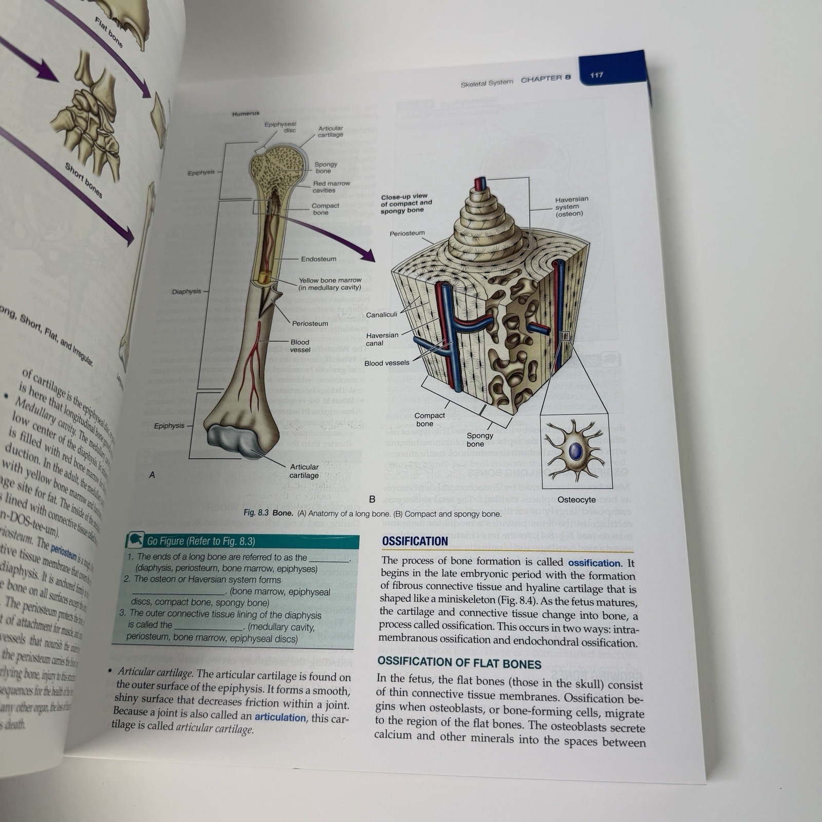 The Human Body in Health and Illness Edition 7 Evolve Herlihy