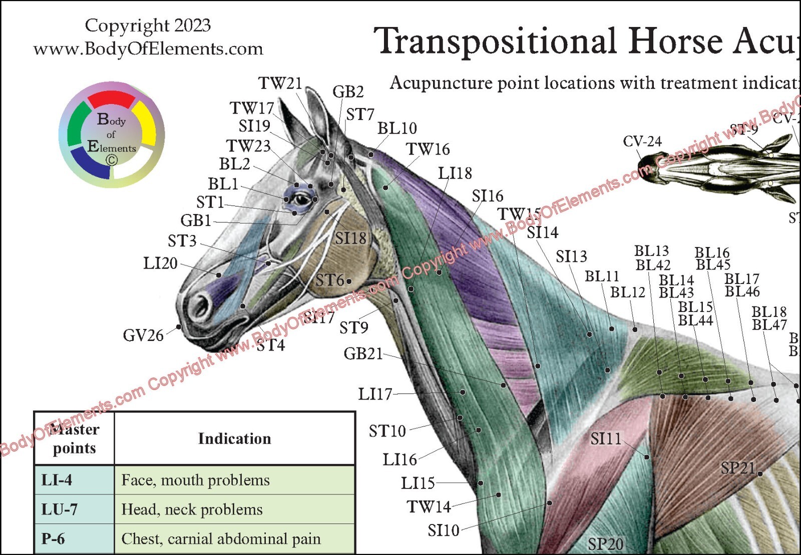 Horse Acupuncture Chart Set 8.5″ X 11″ Equine Acupressure Points Reference