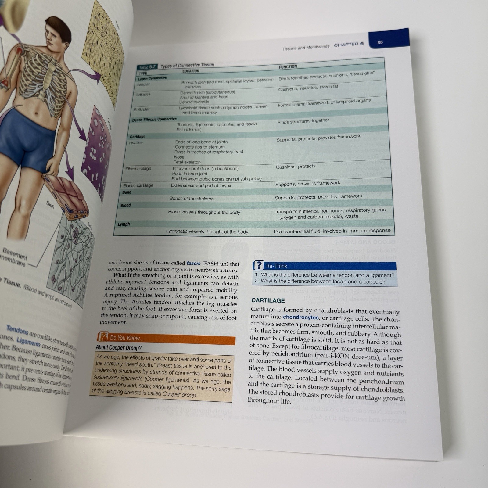 The Human Body in Health and Illness Edition 7 Evolve Herlihy