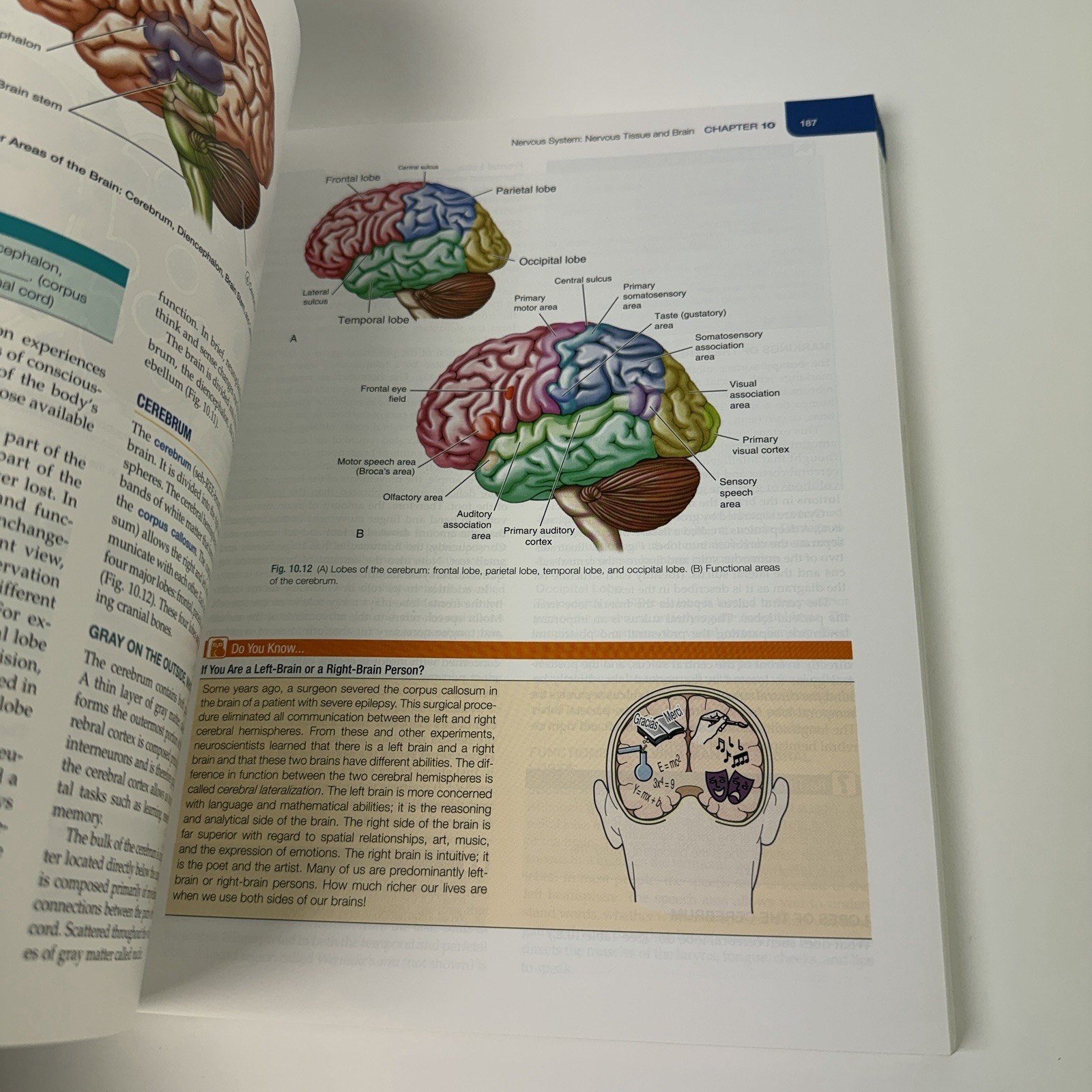 The Human Body in Health and Illness Edition 7 Evolve Herlihy